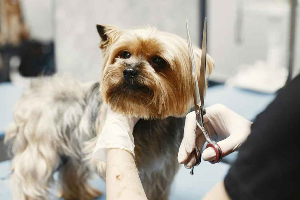 Enrastadog peluqueria canina en villalbilla y alcala mi perro tiene miedo al peluquero