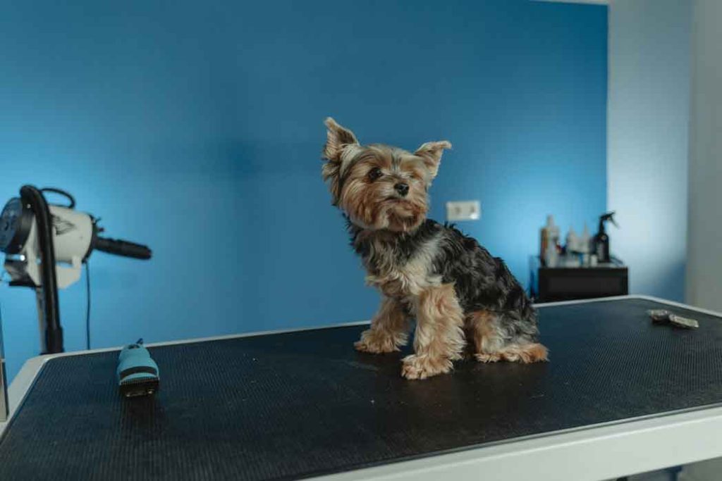 Enrastadog peluqueria canina en villalbilla y alcala como quitarle el miedo a tu perro