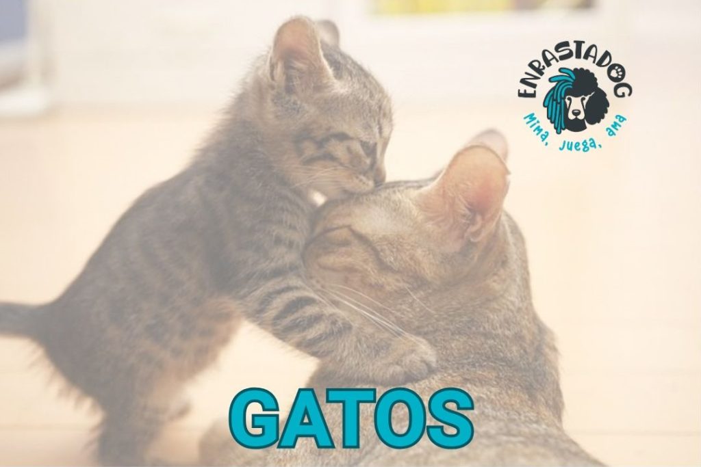 ENRASTADOG TIENDA ONLINE DE ALIMENTOS Y ACCESORIOS PARA GATOS