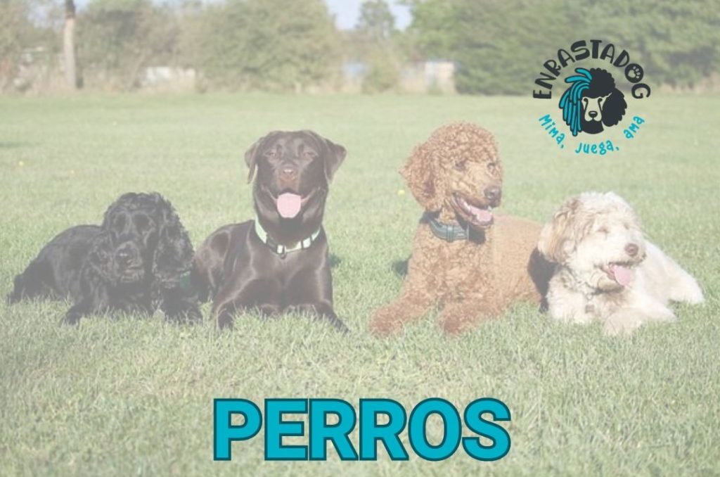 ENRASTADOG TIENDA ONLINE DE ALIMENTOS Y ACCESORIOS PARA PERROS