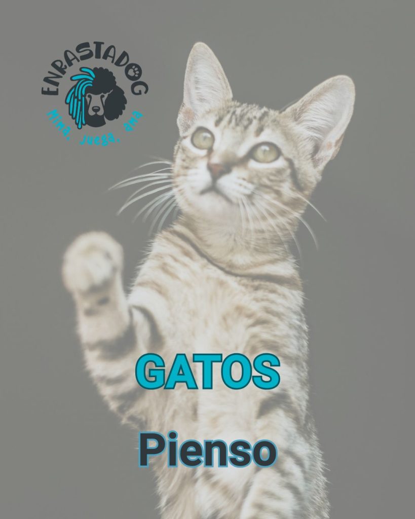 Enrastadog tienda online de productos para gatos pienso