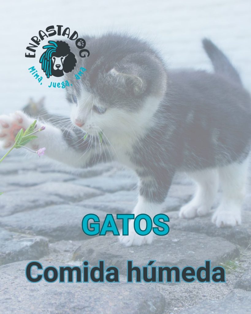 Enrastadog tienda online de productos para gatos y comida humeda