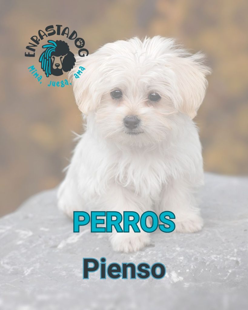 Enrastado tienda online de productos para perros y pienso