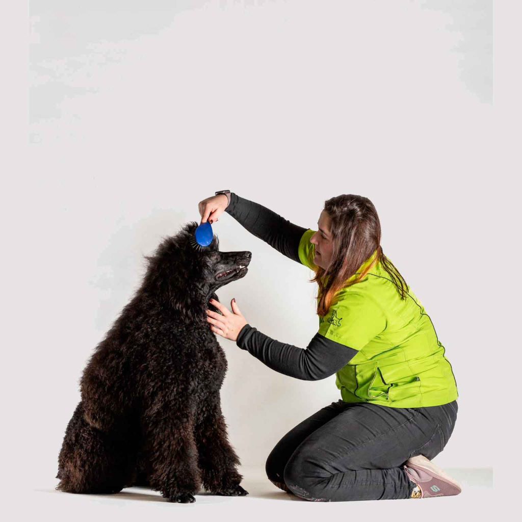enrastadog-peluqueria-canina-2--en-villalbilla