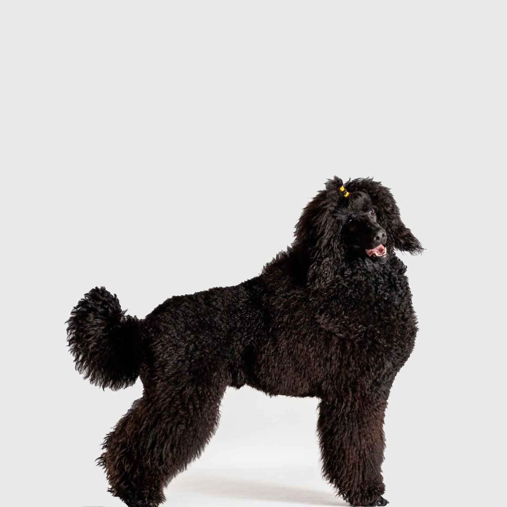 enrastadog-peluqueria-canina-3--en-villalbilla